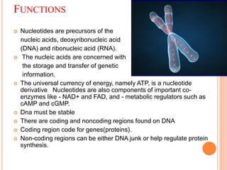 FUNCTIONS
 Nucleotides are precursors of the
nucleic acids, deoxyribonucleic acid
(DNA) and ribonucleic acid (RNA).
 The nucleic acids are concerned with
the storage and transfer of genetic
information.
 The universal currency of energy, namely ATP, is a nucleotide
derivative Nucleotides are also components of important co-
enzymes like - NAD+ and FAD, and - metabolic regulators such as
cAMP and cGMP.
 Dna must be stable
 There are coding and noncoding regions found on DNA
 Coding region code for genes(proteins).
 Non-coding regions can be either DNA junk or help regulate protein
synthesis.
 