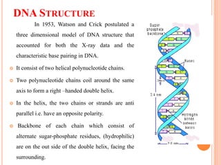 DNA STRUCTURE
In 1953, Watson and Crick postulated a
three dimensional model of DNA structure that
accounted for both the X-ray data and the
characteristic base pairing in DNA.
 It consist of two helical polynucleotide chains.
 Two polynucleotide chains coil around the same
axis to form a right –handed double helix.
 In the helix, the two chains or strands are anti
parallel i.e. have an opposite polarity.
 Backbone of each chain which consist of
alternate sugar-phosphate residues, (hydrophilic)
are on the out side of the double helix, facing the
surrounding.
 
