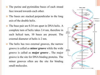  The purine and pyrimidine bases of each strand
face inward towards each other.
 The bases are stacked perpendicular to the long
axis of the double helix.
 The base pair are 0.34 nm apart in DNA helix. A
complete turn of helix takes 3.4 nm, therefore in
each helical turn, 10 bases are present. The
external diameter of helix is 2 nm.
 The helix has two external grooves, the narrow
groove is called as minor groove while the wide
groove is called as major groove . The major
groove is the site for DNA binding proteins. The
minor grooves often are the site for binding
small molecules.
 