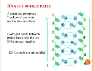 DNA IS A DOUBLE HELIX
P
A
P C
P
G
P T
P C
P
G
P
A
PC
PT
G
P
PC P
A sugar and phosphate
“backbone” connects
nucleotides in a chain.
P
G
P
DNA strands are antiparallel.
5’
3’
3’
5’
Hydrogen bonds between
paired bases hold the two
DNA strands together.
 
