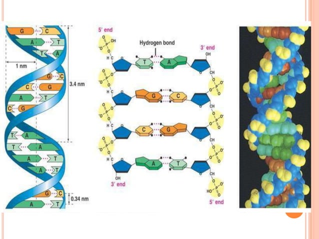 DNA strcture and function | PPTX