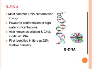 B-DNA
 Most common DNA conformation
in vivo.
 Favoured conformation at high
water concentrations.
 Also known as Watson & Crick
model of DNA.
 First identified in fibre at 92%
relative humidity.
 