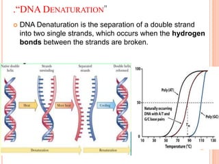 .“DNA DENATURATION”
 DNA Denaturation is the separation of a double strand
into two single strands, which occurs when the hydrogen
bonds between the strands are broken.
 