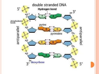 CONCLUSION
 The secondary structure of DNA is important in
many events in cellular life. Replication,
transcription and r...