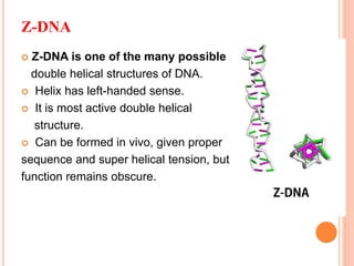 DNA strcture and function