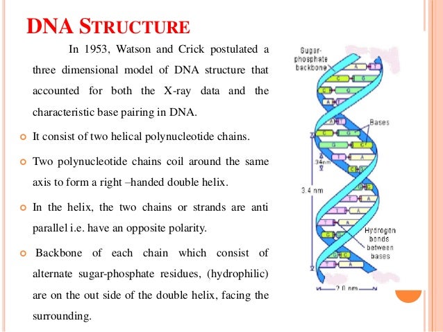 Dna Strcture And Function