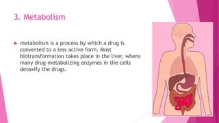 3. Metabolism
 metabolism is a process by which a drug is
converted to a less active form. Most
biotransformation takes place in the liver, where
many drug-metabolizing enzymes in the cells
detoxify the drugs.
 