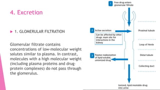 4. Excretion
 1. GLOMERULAR FILTRATION
Glomerular filtrate contains
concentrations of low-molecular weight
solutes similar to plasma. In contrast,
molecules with a high molecular weight
(including plasma proteins and drug–
protein complexes) do not pass through
the glomerulus.
 