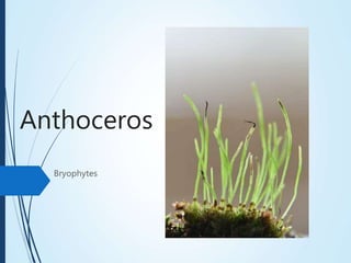 Anthoceros
Bryophytes
 