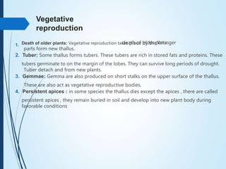 Vegetative
reproduction
1. Death of older plants: Vegetative reproduction takes place by thedeath of older parts.Younger
parts form new thallus.
2. Tuber: Some thallus forms tubers. These tubers are rich in stored fats and proteins. These
tubers germinate to on the margin of the lobes. They can survive long periods of drought.
Tuber detach and from new plants.
3. Gemmae: Gemma are also produced on short stalks on the upper surface of the thallus.
These are also act as vegetative reproductive bodies.
4. Persistent apices : in some species the thallus dies except the apices , there are called
persistent apices , they remain buried in soil and develop into new plant body during
favorable conditions
 