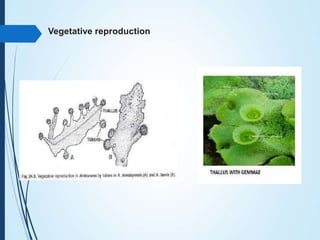 Vegetative reproduction
 