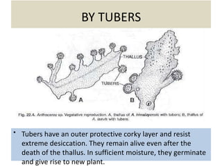 BY TUBERS
• Tubers have an outer protective corky layer and resist
extreme desiccation. They remain alive even after the
death of the thallus. In sufficient moisture, they germinate
and give rise to new plant.
 