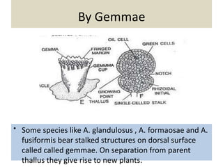 By Gemmae
• Some species like A. glandulosus , A. formaosae and A.
fusiformis bear stalked structures on dorsal surface
called called gemmae. On separation from parent
thallus they give rise to new plants.
 