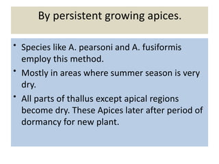By persistent growing apices.
• Species like A. pearsoni and A. fusiformis
employ this method.
• Mostly in areas where summer season is very
dry.
• All parts of thallus except apical regions
become dry. These Apices later after period of
dormancy for new plant.
 