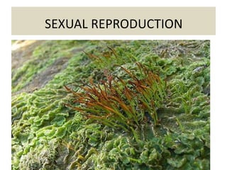 SEXUAL REPRODUCTION
 