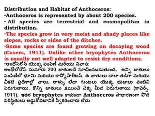 Distribution and Habitat of Anthoceros:
•Anthoceros is represented by about 200 species.
• All species are terrestrial and cosmopolitan in
distribution.
•The species grow in very moist and shady places like
slopes, rocks or sides of the ditches.
•Some species are found growing on decaying wood
(Cavers, 1911). Unlike other bryophytes Anthoceros
is usually not well adapted to resist dry conditions.
•ఆంథోసెరోస్ యొక్క పంపిణీ మరియు నివాస:
ఆంథోలోరోస్ సుమారు 200 జాతులచే సూచంచబడుతుంది. అనిి జాతులు
పంపిణీలో భూమి మరియు కాస్మ ోపాలిటన్. ఈ జాతులు చాలా తడిగా మరియు
చీక్టి పరదేశాలోో వాలు, రాళ్ళు లేదా గుంటలు యొక్క భుజాలు వంటివి
పెరుగుతాయి. కొనిి జాతులు క్షయించే చెక్క మీద పెరుగుతాయి (కావెర్స్,
1911). ఇతర bryophytes కాక్ుండా Anthoceros స్ాధారణంగా పొ డి
పరిసిితులు అడుు కోవటానికి సవీక్రించారు లేదు
 