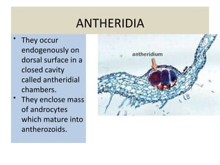 ANTHERIDIA
• They occur
endogenously on
dorsal surface in a
closed cavity
called antheridial
chambers.
• They enclose mass
of androcytes
which mature into
antherozoids.
 