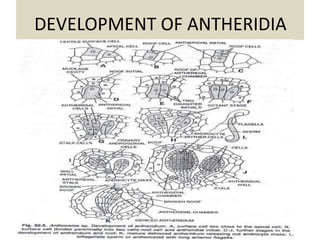 DEVELOPMENT OF ANTHERIDIA
 