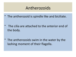 Antherozoids
• The antherozoid is spindle like and biciliate.
• The cilia are attached to the anterior end of
the body.
• The antherozoids swim in the water by the
lashing moment of their flagella.
 