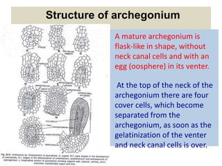 Structure of archegonium
• A mature archegonium is
flask-like in shape, without
neck canal cells and with an
egg (oosphere) in its venter.
• At the top of the neck of the
archegonium there are four
cover cells, which become
separated from the
archegonium, as soon as the
gelatinization of the venter
and neck canal cells is over.
 