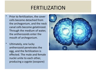 FERTILIZATION
• Prior to fertilization, the cover
cells become detached from
the archegonium, and the neck
canal cells become gelatinized.
Through the medium of water,
the antherozoids enter the
mouth of archegonium.
• Ultimately, one lucky
antherozoid penetrates the
egg, and the fertilization is
effected. The male and female
nuclei unite to each other,
producing a zygote (oospore)
 