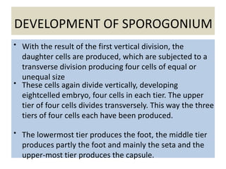 DEVELOPMENT OF SPOROGONIUM
• With the result of the first vertical division, the
daughter cells are produced, which are subjected to a
transverse division producing four cells of equal or
unequal size
• These cells again divide vertically, developing
eightcelled embryo, four cells in each tier. The upper
tier of four cells divides transversely. This way the three
tiers of four cells each have been produced.
• The lowermost tier produces the foot, the middle tier
produces partly the foot and mainly the seta and the
upper-most tier produces the capsule.
 