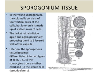 SPOROGONIUM TISSUE
• In the young sporogonium,
the columella consists of
four vertical rows of the
cells, but later on it is made
up of sixteen rows of cells.
• The jacket initials divide
again and again periclinally
producing the 4 to 6 layered
wall of the capsule.
• Later on, the sporogenous
tissue becomes
differentiated into two types
of cells, i. e., (i) the
sporocytes (spore mother
cells) and (ii) the sterile cells
(pseudoelaters).
 