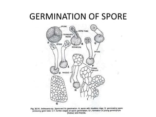 GERMINATION OF SPORE
 