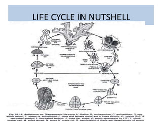 LIFE CYCLE IN NUTSHELL
 