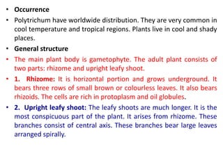 • Occurrence
• Polytrichum have worldwide distribution. They are very common in
cool temperature and tropical regions. Plants live in cool and shady
places.
• General structure
• The main plant body is gametophyte. The adult plant consists of
two parts: rhizome and upright leafy shoot.
• 1. Rhizome: It is horizontal portion and grows underground. It
bears three rows of small brown or colourless leaves. It also bears
rhizoids. The cells are rich in protoplasm and oil globules.
• 2. Upright leafy shoot: The leafy shoots are much longer. It is the
most conspicuous part of the plant. It arises from rhizome. These
branches consist of central axis. These branches bear large leaves
arranged spirally.
 