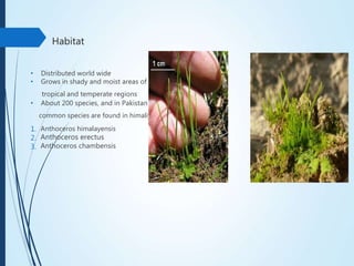 Habitat
• Distributed world wide
• Grows in shady and moist areas of
tropical and temperate regions
• About 200 species, and in Pakistan 3
common species are found in himaliyas
1.
2.
3.
Anthoceros himalayensis
Anthoceros erectus
Anthoceros chambensis
 