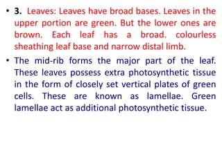 • 3. Leaves: Leaves have broad bases. Leaves in the
upper portion are green. But the lower ones are
brown. Each leaf has a broad. colourless
sheathing leaf base and narrow distal limb.
• The mid-rib forms the major part of the leaf.
These leaves possess extra photosynthetic tissue
in the form of closely set vertical plates of green
cells. These are known as lamellae. Green
lamellae act as additional photosynthetic tissue.
 
