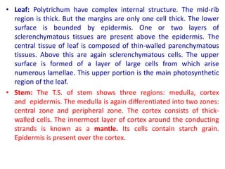 • Leaf: Polytrichum have complex internal structure. The mid-rib
region is thick. But the margins are only one cell thick. The lower
surface is bounded by epidermis. One or two layers of
sclerenchymatous tissues are present above the epidermis. The
central tissue of leaf is composed of thin-walled parenchymatous
tissues. Above this are again sclerenchymatous cells. The upper
surface is formed of a layer of large cells from which arise
numerous lamellae. This upper portion is the main photosynthetic
region of the leaf.
• Stem: The T.S. of stem shows three regions: medulla, cortex
and epidermis. The medulla is again differentiated into two zones:
central zone and peripheral zone. The cortex consists of thick-
walled cells. The innermost layer of cortex around the conducting
strands is known as a mantle. Its cells contain starch grain.
Epidermis is present over the cortex.
 