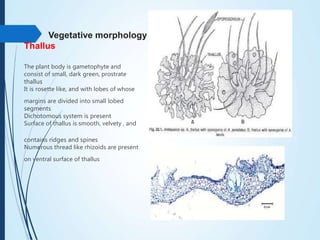 Vegetative morphology
Thallus
The plant body is gametophyte and
consist of small, dark green, prostrate
thallus
It is rosette like, and with lobes of whose
margins are divided into small lobed
segments
Dichotomous system is present
Surface of thallus is smooth, velvety , and
contains ridges and spines
Numerous thread like rhizoids are present
on ventral surface of thallus
 