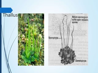 Thallus
 