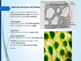 Internal structure of thallus
• There is no internal differentiation
• Parenchymatous cells are present
• Each contain single lens shaped
chloroplast
• Deep cells contain 2-8 chloroplasts
• Each chloroplast contains single
pyrenoid
• There are two surfaces, upper and
lower epidermis
• Lower epidermis contains mucilaginous
cavities that opens through a pore
called slime pore
• In these cavities blue green alga
resides.
 