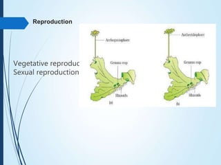 Reproduction
Vegetative reproduction
Sexual reproduction
 
