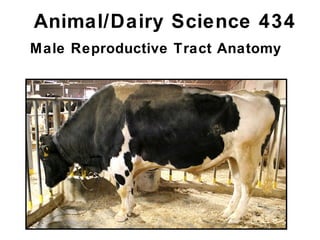 Animal/Dairy Science 434
Male Reproductive Tract Anatomy
 
