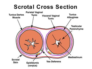 Scrotal Ridge Male Reproductive Anatomy - Univ. of Winsconsin (Madison) | PPT