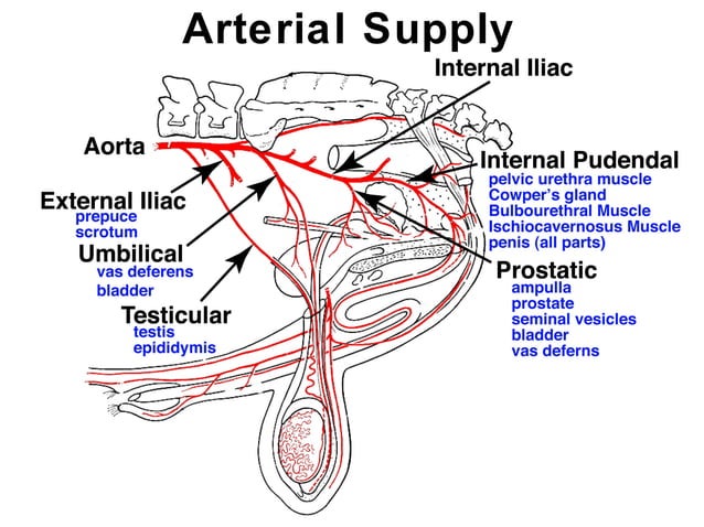 male-reproductive-anatomy-univ-of-winsconsin-madison-ppt