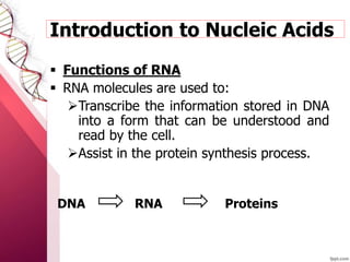  Functions of RNA
 RNA molecules are used to:
Transcribe the information stored in DNA
into a form that can be understood and
read by the cell.
Assist in the protein synthesis process.
DNA RNA Proteins
Introduction to Nucleic Acids
 