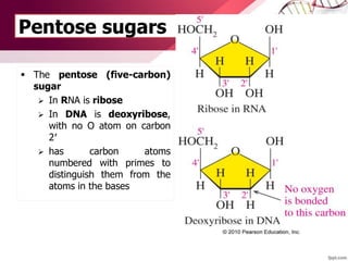 Pentose sugars
 The pentose (five-carbon)
sugar
 In RNA is ribose
 In DNA is deoxyribose,
with no O atom on carbon
2′
 has carbon atoms
numbered with primes to
distinguish them from the
atoms in the bases
 