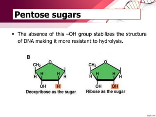 Pentose sugars
 The absence of this –OH group stabilizes the structure
of DNA making it more resistant to hydrolysis.
 