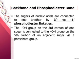  The sugars of nucleic acids are connected
to one another by 3’- to -5’
phosphodiester linkages.
 The –OH group on the 3rd carbon of one
sugar is connected to the –OH group on the
5th carbon of an adjacent sugar via a
phosphate group.
Backbone and Phosphodiester Bond
 