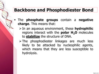  The phosphate groups contain a negative
charge. This means that:
In an aqueous environment, these hydrophilic
regions interact with the polar H2O molecules
to stabilize the structure of DNA.
The phosphodiester linkages are much less
likely to be attacked by nucleophilic agents,
which means that they are less susceptible to
hydrolysis.
Backbone and Phosphodiester Bond
 
