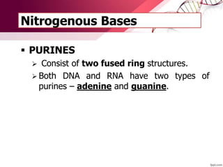 Nitrogenous Bases
 PURINES
 Consist of two fused ring structures.
 Both DNA and RNA have two types of
purines – adenine and guanine.
 