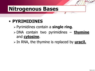 Nitrogenous Bases
 PYRIMIDINES
 Pyrimidines contain a single ring.
 DNA contain two pyrimidines – thymine
and cytosine.
 In RNA, the thymine is replaced by uracil.
 