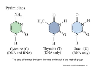 The only difference between thymine and uracil is the methyl group.
Copyright © 2010 Pearson Education, Inc.
 