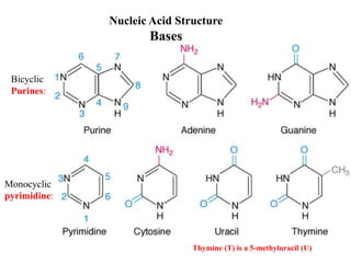 Bicyclic
Purines:
Thymine (T) is a 5-methyluracil (U)
Nucleic Acid Structure
Bases
Monocyclic
pyrimidine:
 