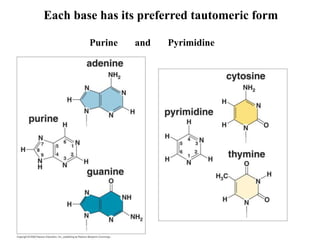 Each base has its preferred tautomeric form
Purine and Pyrimidine
 